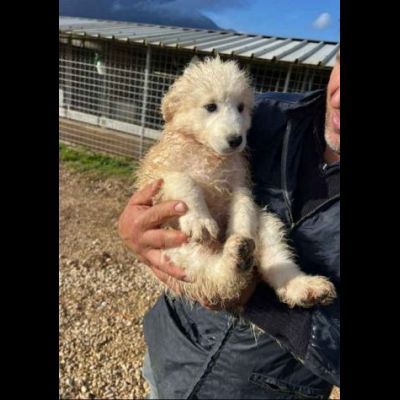 CUCCIOLI IN ADOZIONE UN MIRACOLO DI SALVEZZA - Foto 7