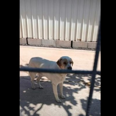 OSVALDO MIX LABRADOR CANE IN ADOZIONE - Foto 3