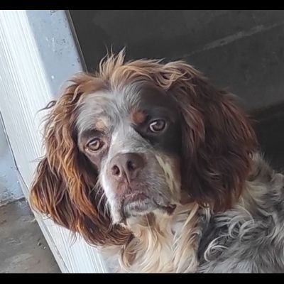 FRODO CACCIATORE DI COCCOLE, SIMIL SRINGER SPANIEL, CAGNOLINO IN ADOZIONE - Foto 4