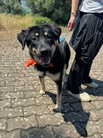 Bellissima cucciola taglia media grande!! - Foto 3