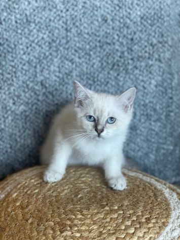 British shorthair
