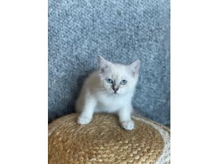 British shorthair