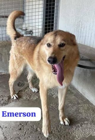 EMERSON DIMENTICATO TRA GLI INVISIBILI CANE IN ADOZIONE TG MEDIA SOCIEVOLE - Foto 2