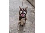 Siberian Husky 15mesi marrone splendido, viveva a catena CALABRIA URGENTE