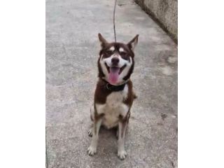 Siberian Husky 15mesi marrone splendido, viveva a catena CALABRIA URGENTE