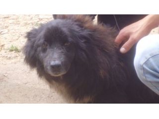 BELLINA, docile cagnolina in cerca di casa