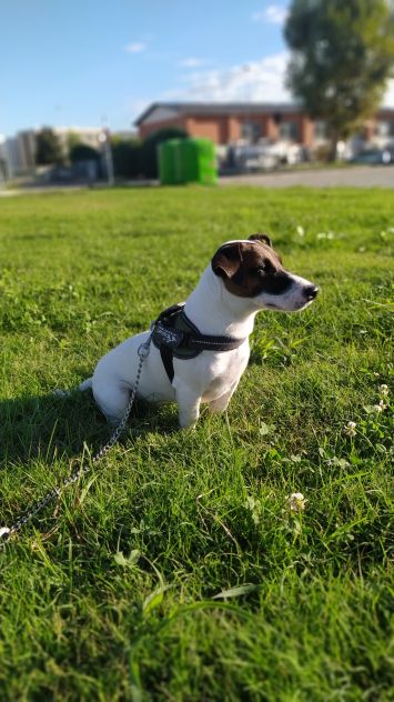 Accoppiamento Jack Russell