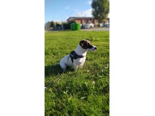 Accoppiamento Jack Russell