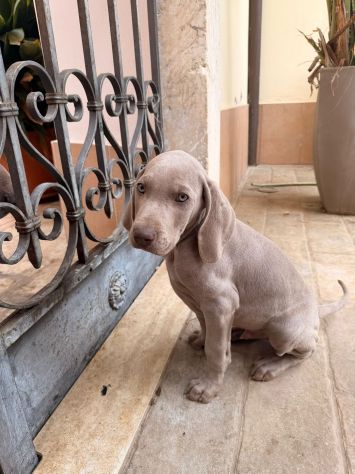 Meravigliosi Cuccioli di Weimaraner con Pedigree ENCI - Foto 9