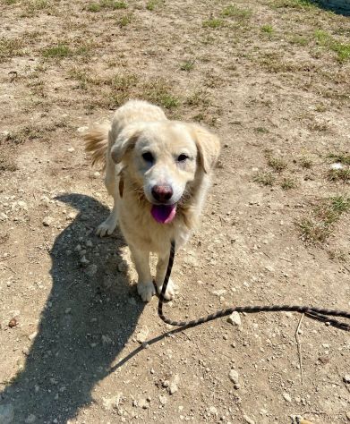 TERENCE UN CUORE DA SALVARE CANE IN ADOZIONE - Foto 7