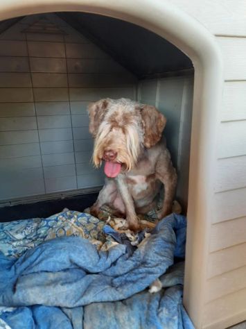 Gigi simil lagotto - Foto 7