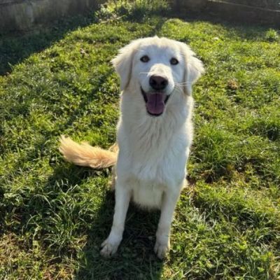 NINFA, meravigliosa tenerezza, cagnolina in adozione, tg media. - Foto 10