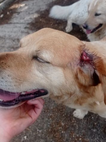 RED E MACNO INSEPARABILI ADOZIONE DI COPPIA - Foto 2