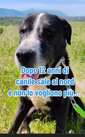 12ANNI DI DURO CANILE..ADOTTATO E RIFIUTATO! MILANO - Foto 2