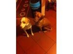 TOBY E TRILLY, due teneri cagnolin