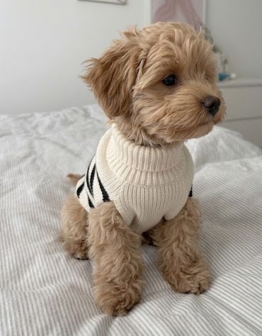 MALTIPOO - MALTIPO CUCCIOLI - pag 12 rate - Foto 2