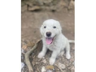 Pilù cucciolo