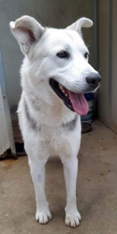 Oscar bellissimo mix husky in adozione - Foto 3