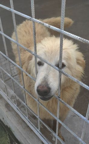 CANE DA ADOTTARE - Foto 6