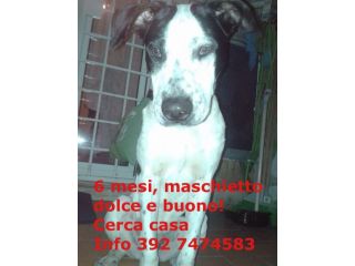 Cucciolotto mix setter pitbull URGENTE!