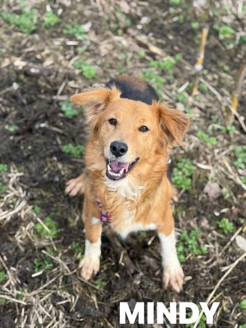 MINDY, dolcissima e super affettuosa! - Foto 4