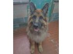 Max, bellissimo Pastore Tedesco adulto (a Milano)