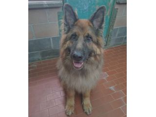 Max, bellissimo Pastore Tedesco adulto (a Milano)
