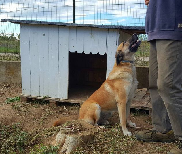 Dolcissimi cani in cerca di casa URGENTE - Foto 2