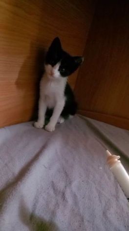 FELIX, adorabile micino in adozione - Foto 3