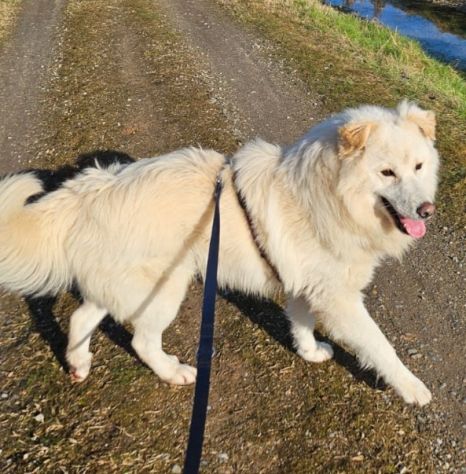Bubu batuffolone 5anni dalla catena al canile.NOVARA - Foto 3