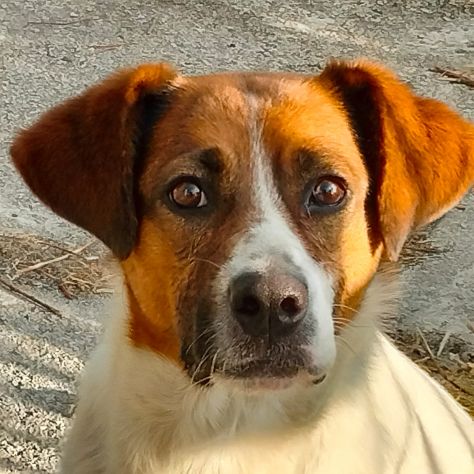 ALMA