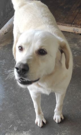 Cagnolina da adottare - Foto 6