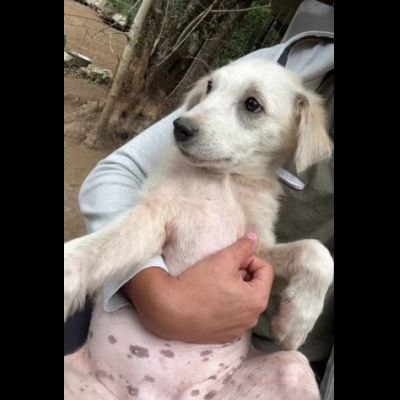 SALLY DELIZIOSA CUCCIOLA IN ADOZIONE - Foto 4