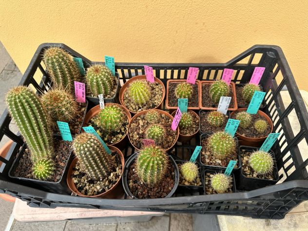 Piante grasse dai fiori spettacolari - Foto 10
