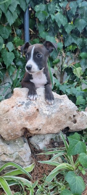 Cuccioli Allevamento Amstaff in Puglia Bari Lecce Taranto Brindisi Foggia - Foto 8