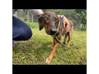 MELAMPO, TIMIDO E REMISSIVO,  CAGNOLINO DA ADOTTARE