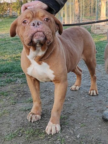 Hego dogue de bordeaux - Foto 3