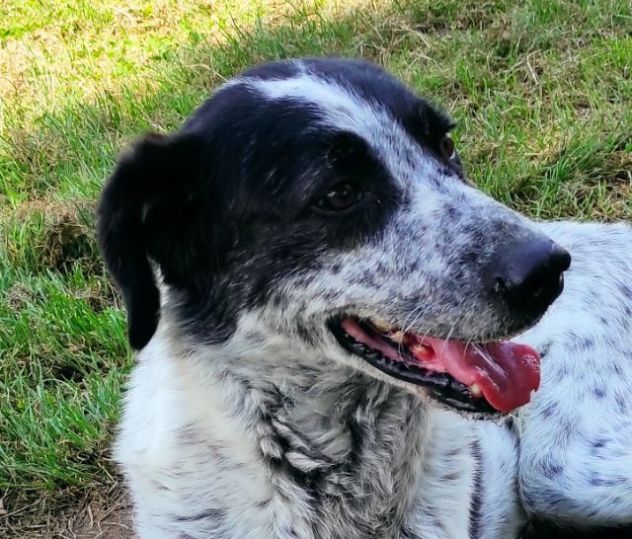 CANE IN ADOZIONE: ESCAPE, taglia media.