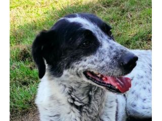 CANE IN ADOZIONE: ESCAPE, taglia media.