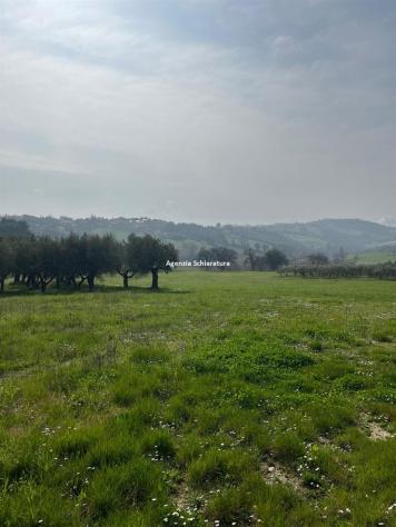 MONTEGRIDOLFO VENDESI DUE ETTARI DI TERRENO AGRICOLO