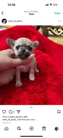 Cucciolo chihuahua toy - Foto 3