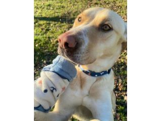 Lily 2 anni mix labrador