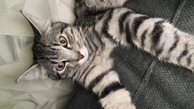 Gatto maschio - Foto 2