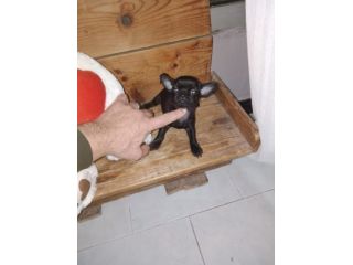 Chihuahua Toy femmina