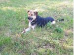 5anni mix Pastore Ted. dopo la catena senza 1tetto,da 2anni a BERGAMO