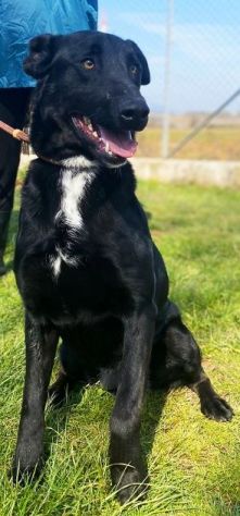 CANE IN ADOZIONE: AARON - Foto 8