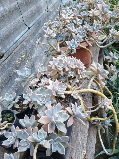 PIANTE GRASSE TANTI TIPI Aloe, Agave, Crassula, Alocasia, pianta misera.... - Foto 6