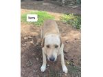 Kora simil labrador