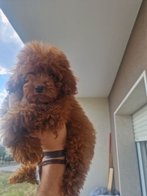 BARBONCINI TOY ROSSO SCURO CON PEDIGREE ENCI – 4 MESI ❤️ - Foto 4
