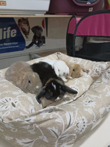 Conigli nani piccoli ariete minilop - Foto 2